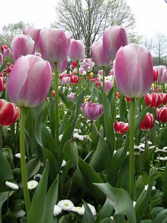 love_test_tulips_big.jpg