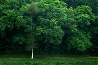 ต้นซีดาร์ (Cedar Tree)