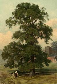 ต้นเอม (Elm Tree)