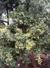 ต้นไลม์ (Lime Tree)