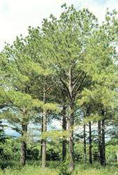 ต้นสน (Pine Tree)