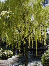 ต้นวิปปิง วิลโลว์ (Weeping Willow Tree)