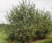 ต้นแอปเปิล (Apple Tree)