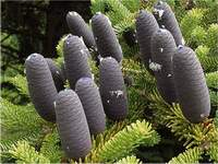 ต้นเฟอร์ (Fir Tree)