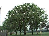 ต้นโอ๊ก (Oak Tree)