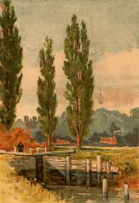ต้นปอปลาร์ (Poplar Tree)